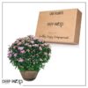 Live Hardy Chrysanthemum in Whiskey Barrel - Pink - Colorful Fall Mums - 15" Tall by 12" Wide in 1.15 Gal Deco Pot - Image 9