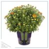 Live Hardy Chrysanthemum in Witches Feet Deco - Orange - Colorful Fall Mums - 15" Tall by 12" Wide in 3 Qt Deco Pot - Image 2