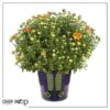 Live Hardy Chrysanthemum in Witches Feet Deco - Orange - Colorful Fall Mums - 15" Tall by 12" Wide in 3 Qt Deco Pot - Image 6