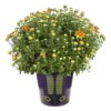Live Hardy Chrysanthemum in Witches Feet Deco - Orange - Colorful Fall Mums - 15" Tall by 12" Wide in 3 Qt Deco Pot