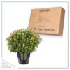 Live Hardy Chrysanthemum in Witches Feet Deco - Orange - Colorful Fall Mums - 15" Tall by 12" Wide in 3 Qt Deco Pot - Image 5