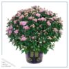 Live Hardy Chrysanthemum in Witches Feet Deco - Pink - Colorful Fall Mums - 15" Tall by 12" Wide in 3 Qt Deco Pot - Image 2