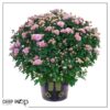Live Hardy Chrysanthemum in Witches Feet Deco - Pink - Colorful Fall Mums - 15" Tall by 12" Wide in 3 Qt Deco Pot - Image 7
