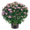 Live Hardy Chrysanthemum in Witches Feet Deco - Pink - Colorful Fall Mums - 15" Tall by 12" Wide in 3 Qt Deco Pot