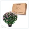 Live Hardy Chrysanthemum in Witches Feet Deco - Pink - Colorful Fall Mums - 15" Tall by 12" Wide in 3 Qt Deco Pot - Image 5