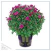 Live Hardy Chrysanthemum in Witches Feet Deco - Purple - Colorful Fall Mums - 15" Tall by 12" Wide in 3 Qt Deco Pot - Image 2