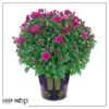 Live Hardy Chrysanthemum in Witches Feet Deco - Purple - Colorful Fall Mums - 15" Tall by 12" Wide in 3 Qt Deco Pot - Image 6