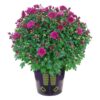 Live Hardy Chrysanthemum in Witches Feet Deco - Purple - Colorful Fall Mums - 15" Tall by 12" Wide in 3 Qt Deco Pot