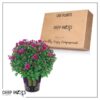 Live Hardy Chrysanthemum in Witches Feet Deco - Purple - Colorful Fall Mums - 15" Tall by 12" Wide in 3 Qt Deco Pot - Image 9
