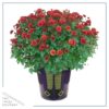 Live Hardy Chrysanthemum in Witches Feet Deco - Red - Colorful Fall Mums - 15" Tall by 12" Wide in 3 Qt Deco Pot - Image 2