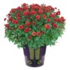 Live Hardy Chrysanthemum in Witches Feet Deco - Red - Colorful Fall Mums - 15" Tall by 12" Wide in 3 Qt Deco Pot