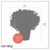 Live Hardy Chrysanthemum in Witches Feet Deco - Red - Colorful Fall Mums - 15" Tall by 12" Wide in 3 Qt Deco Pot - Image 9