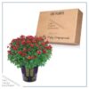 Live Hardy Chrysanthemum in Witches Feet Deco - Red - Colorful Fall Mums - 15" Tall by 12" Wide in 3 Qt Deco Pot - Image 5