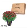 Live Hardy Chrysanthemum in Witches Feet Deco - Red - Colorful Fall Mums - 15" Tall by 12" Wide in 3 Qt Deco Pot - Image 10