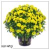 Live Hardy Chrysanthemum in Witches Feet Deco - Yellow - Colorful Fall Mums - 15" Tall by 12" Wide in 3 Qt Deco Pot - Image 7
