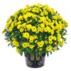 Live Hardy Chrysanthemum in Witches Feet Deco - Yellow - Colorful Fall Mums - 15" Tall by 12" Wide in 3 Qt Deco Pot