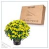 Live Hardy Chrysanthemum in Witches Feet Deco - Yellow - Colorful Fall Mums - 15" Tall by 12" Wide in 3 Qt Deco Pot - Image 5
