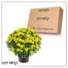 Live Hardy Chrysanthemum in Witches Feet Deco - Yellow - Colorful Fall Mums - 15" Tall by 12" Wide in 3 Qt Deco Pot - Image 10