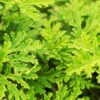 Live Citronella (2 Plants Per Pack) - Wards Off Pests - Healthy and Fragrant - 12" Tall by 6" Wide in 1.5 Qt Pot - Image 12