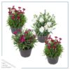 Live Dianthus Plant - Assorted Colors (4 Plants Per Pack) - Healthy Flowering Annual - Early Spring Plant - 6" Tall by 4" Wide in 1 Pint Pot