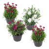 Live Dianthus Plant - Assorted Colors (4 Plants Per Pack) - Healthy Flowering Annual - Early Spring Plant - 6" Tall by 4" Wide in 1 Pint Pot - Image 2