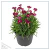 Live Dianthus Plant - Assorted Colors (4 Plants Per Pack) - Healthy Flowering Annual - Early Spring Plant - 6" Tall by 4" Wide in 1 Pint Pot - Image 3
