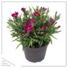 Live Dianthus Plant - Assorted Colors (4 Plants Per Pack) - Healthy Flowering Annual - Early Spring Plant - 6" Tall by 4" Wide in 1 Pint Pot - Image 4