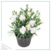 Live Dianthus Plant - Assorted Colors (4 Plants Per Pack) - Healthy Flowering Annual - Early Spring Plant - 6" Tall by 4" Wide in 1 Pint Pot - Image 5