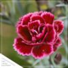 Live Dianthus Plant - Assorted Colors (4 Plants Per Pack) - Healthy Flowering Annual - Early Spring Plant - 6" Tall by 4" Wide in 1 Pint Pot - Image 10