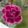 Live Dianthus Plant - Assorted Colors (4 Plants Per Pack) - Healthy Flowering Annual - Early Spring Plant - 6" Tall by 4" Wide in 1 Pint Pot - Image 9