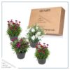 Live Dianthus Plant - Assorted Colors (4 Plants Per Pack) - Healthy Flowering Annual - Early Spring Plant - 6" Tall by 4" Wide in 1 Pint Pot - Image 7