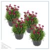 Live Dianthus Plant - Red (4 Plants Per Pack) - Healthy Flowering Annual - Early Spring Plant - 6" Tall by 4" Wide in 1 Pint Pot