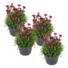 Live Dianthus Plant - Red (4 Plants Per Pack) - Healthy Flowering Annual - Early Spring Plant - 6" Tall by 4" Wide in 1 Pint Pot - Image 2