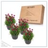 Live Dianthus Plant - Red (4 Plants Per Pack) - Healthy Flowering Annual - Early Spring Plant - 6" Tall by 4" Wide in 1 Pint Pot - Image 6