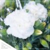 Live Dianthus Plant - Assorted Colors (4 Plants Per Pack) - Healthy Flowering Annual - Early Spring Plant - 6" Tall by 4" Wide in 1 Pint Pot - Image 6