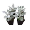 Live Spring Dusty Miller (4 pack) 6" tall by 4" wide, 1 Pint Pot