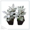 Live Spring Dusty Miller (4 pack) 6" tall by 4" wide, 1 Pint Pot - Image 2