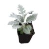 Live Spring Dusty Miller (4 pack) 6" tall by 4" wide, 1 Pint Pot - Image 3