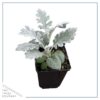 Live Spring Dusty Miller (4 pack) 6" tall by 4" wide, 1 Pint Pot - Image 4