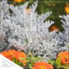 Live Spring Dusty Miller (4 pack) 6" tall by 4" wide, 1 Pint Pot - Image 6