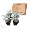 Live Spring Dusty Miller (4 pack) 6" tall by 4" wide, 1 Pint Pot - Image 8