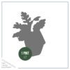 Live Spring Dusty Miller (4 pack) 6" tall by 4" wide, 1 Pint Pot - Image 7