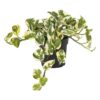 Proven Winners® leafjoy® Beautifall® N'Joy Pothos (Epipremnum Aureum) - Beautiful Spilling Houseplant - 8-10" Tall by 6-8" Wide in 12cm Pot