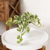 Proven Winners® leafjoy® Beautifall® N'Joy Pothos (Epipremnum Aureum) - Beautiful Spilling Houseplant - 8-10" Tall by 6-8" Wide in 12cm Pot - Image 2