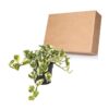 Proven Winners® leafjoy® Beautifall® N'Joy Pothos (Epipremnum Aureum) - Beautiful Spilling Houseplant - 8-10" Tall by 6-8" Wide in 12cm Pot - Image 4