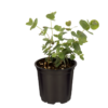 Live Aromatic and Healthy Herb - Eucalyptus (6 Per Pack) - Natural Air Purifier - 8" Tall by 3" Wide in 1 Pint Pot - Image 7
