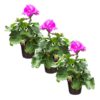 Live Flowering Zonal Geraniums - Pink (3 Plants Per Pack) - Beautiful Spring Flowers - 12" Tall by 5" Wide in 1 Qt Pot