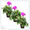 Live Flowering Zonal Geraniums - Pink (3 Plants Per Pack) - Beautiful Spring Flowers - 12" Tall by 5" Wide in 1 Qt Pot - Image 2