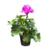 Live Flowering Zonal Geraniums - Pink (3 Plants Per Pack) - Beautiful Spring Flowers - 12" Tall by 5" Wide in 1 Qt Pot - Image 3