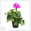 Live Flowering Zonal Geraniums - Pink (3 Plants Per Pack) - Beautiful Spring Flowers - 12" Tall by 5" Wide in 1 Qt Pot - Image 4
